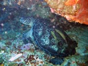 Turtle. Diving around Bunaken island, Lekuan I dive site. Sulawesi, Indonesia.