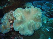 Diving around Togian islands, Kadidiri, Taipee Wall dive site. Sulawesi, Indonesia.
