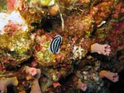 Nudibranch. Diving around Togian islands, Kadidiri, Taipee Wall dive site. Sulawesi, Indonesia.