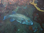 Diving around Togian islands, Kadidiri, Taipee Wall dive site. Sulawesi, Indonesia.