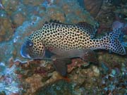 Diving around Togian islands, Kadidiri, Taipee Wall dive site. Sulawesi, Indonesia.