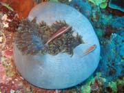 Clown Anemonefish in their host anemone. Diving around Togian islands, Kadidiri, Labyrinth dive site. Sulawesi, Indonesia.