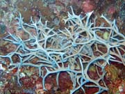 Diving around Togian islands, Kadidiri, Labyrinth dive site. Sulawesi, Indonesia.