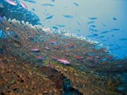 Diving around Togian islands, Kadidiri, Labyrinth dive site. Sulawesi, Indonesia.