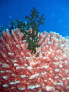 Diving around Togian islands, Kadidiri, Labyrinth dive site. Sulawesi, Indonesia.