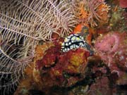 Nudibranch. Diving around Togian islands, Kadidiri, Labyrinth dive site. Sulawesi, Indonesia.