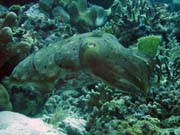 Squid, Diving around Togian islands, Kadidiri, Labyrinth dive site. Sulawesi, Indonesia.