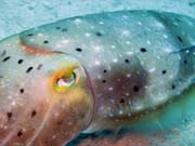 Squid, Diving around Togian islands, Kadidiri, Labyrinth dive site. Sulawesi, Indonesia.