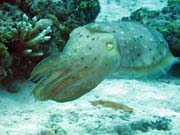Squid, Diving around Togian islands, Kadidiri, Labyrinth dive site. Sulawesi, Indonesia.
