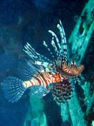 Lionfish. Diving around Togian islands, Kadidiri, plane wreck B24 from the 2nd World War sunken on Mai 3rd, 1945. Sulawesi, Indonesia.