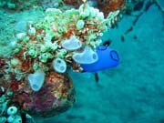 Diving around Togian islands, Kadidiri, plane wreck B24 from the 2nd World War sunken on Mai 3rd, 1945. Sulawesi, Indonesia.