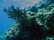 Diving around Togian islands, Kadidiri, Two Canyons dive site. Sulawesi,  Indonesia.