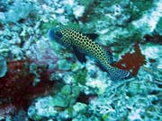 Diving around Togian islands, Kadidiri, Two Canyons dive site. Sulawesi,  Indonesia.