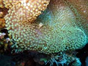 Anemone Cleaning Shrimp. Diving around Togian islands, Kadidiri, Two Canyons dive site. Sulawesi, Indonesia.