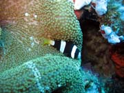 Clarks anemonefish (Amphiprion clarkii). Diving around Togian islands, Kadidiri, Two Canyons dive site. Sulawesi, Indonesia.
