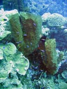 Diving around Togian islands, Kadidiri, Two Canyons dive site. Sulawesi,  Indonesia.