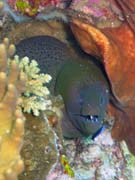 Giant moray eel (Gymnothorax javanicus). Diving around Togian islands, Kadidiri, Two Canyons dive site. Sulawesi, Indonesia.