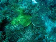 Diving around Togian islands, Kadidiri, Batu Gila dive site. Sulawesi,  Indonesia.