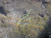 Pipefish. Diving around Togian islands, Una Una, Apollo dive site. Sulawesi, Indonesia.