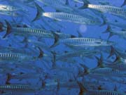 Barracudas. Diving around Togian islands, Una Una, Apollo dive site. Sulawesi, Indonesia.