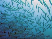 Barracudas. Diving around Togian islands, Una Una, Apollo dive site. Sulawesi,  Indonesia.