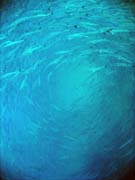 Barracudas. Diving around Togian islands, Una Una, Apollo dive site. Sulawesi,  Indonesia.