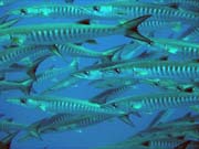 Barracudas. Diving around Togian islands, Una Una, Apollo dive site. Sulawesi, Indonesia.
