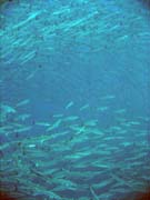 Barracudas. Diving around Togian islands, Una Una, Apollo dive site. Sulawesi,  Indonesia.