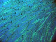 Barracudas. Diving around Togian islands, Una Una, Apollo dive site. Sulawesi, Indonesia.
