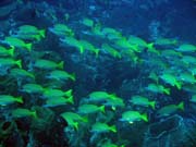 Diving around Togian islands, Una Una, Apollo dive ssite.pot. Sulawesi,  Indonesia.