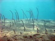 Garden eel. Diving around Togian islands, Una Una, Apollo dive site. Sulawesi, Indonesia.
