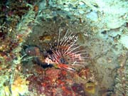 Lionfish. Diving around Togian islands, Una Una, Apollo dive site. Sulawesi,  Indonesia.