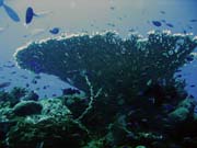 Diving around Togian islands, Una Una, Fishermania/Pinacle dive site. Sulawesi,  Indonesia.