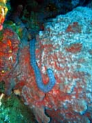 Diving around Togian islands, Una Una, Fishermania/Pinacle dive site. Sulawesi,  Indonesia.