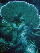 Diving around Togian islands, Una Una, Fishermania/Pinacle dive site. Sulawesi,  Indonesia.