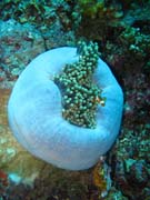 Clown Anemonefish in their host anemone. Diving around Togian islands, Una Una, Fishermania/Pinnacle dive site. Sulawesi, Indonesia.