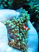 Clown Anemonefish in their host anemone. Diving around Togian islands, Una Una, Fishermania/Pinnacle dive site. Sulawesi, Indonesia.
