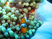 Anemone Cleaning Shrimp, Clown Anenomefish. Diving around Togian islands, Una Una, Fishermania/Pinnacle dive site. Sulawesi, Indonesia.