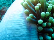Anemone Cleaning Shrimp. Diving around Togian islands, Una Una, Fishermania/Pinnacle dive site. Sulawesi, Indonesia.