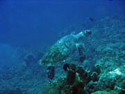 Diving around Togian islands, Una Una, Fishermania/Pinnacle dive site. Sulawesi, Indonesia.