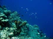 Diving around Togian islands, Una Una, Fishermania/Pinnacle dive site. Sulawesi, Indonesia.