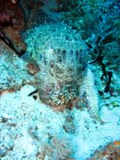 Squid. Diving around Togian islands, Kadidiri, Dominic Rock dive site. Sulawesi, Indonesia.