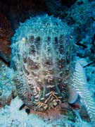 Squid. Diving around Togian islands, Kadidiri, Dominic Rock dive site. Sulawesi, Indonesia.