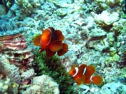 Clown Anemonefish. Diving around Togian islands, Kadidiri, Dominic Rock dive site. Sulawesi, Indonesia.