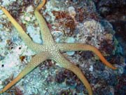 Diving around Togian islands, Kadidiri, Dominic Rock dive site. Sulawesi, Indonesia.