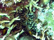 Giant Clam, Diving around Togian islands, Kadidiri, Dominic Rock dive site. Sulawesi, Indonesia.