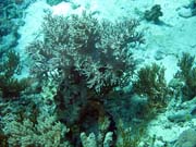 Diving around Togian islands, Kadidiri, Dominic Rock dive site. Sulawesi, Indonesia.