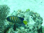 Regal angelfish (Pomacanthus diacanthus). Diving around Togian islands, Kadidiri, Dominic Rock dive site. Sulawesi, Indonesia.