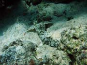 Crocodile Fish. Diving around Togian islands, Kadidiri, Dominic Rock dive site. Sulawesi, Indonesia.
