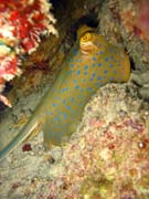 Bluespotted ray (Dasyatis kuhlii). Diving around Togian islands, Kadidiri, Taipai island dive site. Sulawesi, Indonesia.